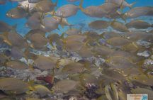 Dive Baptism 1 Dive In Tenerife 3,5h