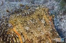 Dive Baptism 1 Dive In Tenerife 3,5h