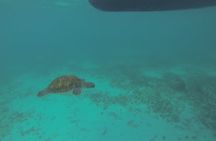 Tulum Private Boat Tour & Turtle Snorkeling Experience