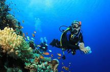 Full Day Diving Tour with profesional divers