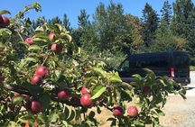 Private Small Group Local Wine, Cider Tasting, Central Saanich 