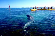 Penguin and Seal Islands Sea Kayaking Experience