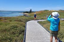 Penguin and Seal Islands Sea Kayaking Experience