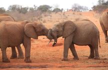 Private Full-Day Safari Tour Amboseli National Park with Lunch