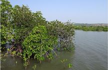 Kayaking on Sal Backwaters - Goa
