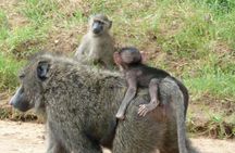 Half-Day Nairobi National Park Tour from Nairobi