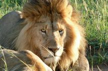 3 Day Maasai Mara Shared Safari In a Safari Van