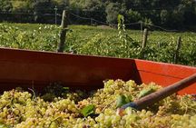 Exclusive Wine Tour: Visit to a Local Sardinian Winery