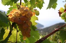 Exclusive Wine Tour: Visit to a Local Sardinian Winery