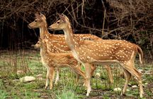 2 Day Jim corbett national park tour with 2 Safari 