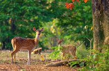 2 Day Jim corbett national park tour with 2 Safari 