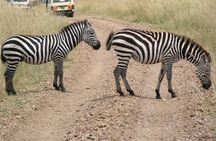 Half-Day Nairobi National Park Tour from Nairobi