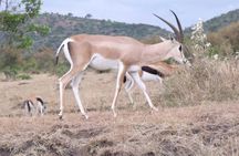 Half-Day Nairobi National Park Tour from Nairobi