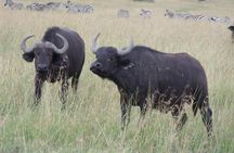 Half-Day Nairobi National Park Tour from Nairobi