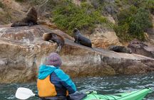 Sydney Kayak Seal Encounter Adventure with Gourmet Food