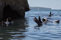 Sydney Kayak Seal Encounter Adventure with Gourmet Food
