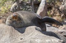 Sydney Kayak Seal Encounter Adventure with Gourmet Food