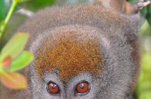 3-Day Private Tour to Andasibe National Park 