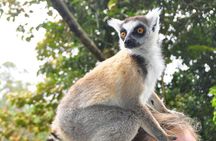 3-Day Private Tour to Andasibe National Park