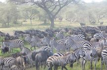 4 Days Ngorongoro & Serengeti Safari from Arusha