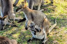 Wildlife, Waterfalls and Wine Day Tour from Sydney