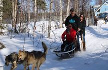 Dog Sledding Adventure in Willow, Alaska