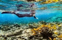 Kona's Deluxe Snorkel - Snorkel Captain Cook and Place of Refuge 