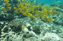 Kona's Deluxe Snorkel - Snorkel Captain Cook and Place of Refuge 
