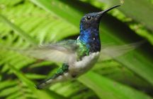 Full-Day Mindo Cloud Forest Tour Birdwatching Waterfalls and Hike