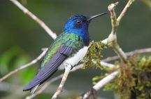 Full-Day Mindo Cloud Forest Tour Birdwatching Waterfalls and Hike