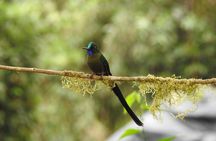 Full-Day Mindo Cloud Forest Tour Birdwatching Waterfalls and Hike