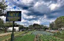Bike tour with honey and artichockes on Sant’Erasmo island