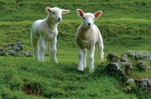Christchurch Sheep Farm Visit