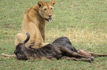 5 days Masai Mara Wildebeest migration safari