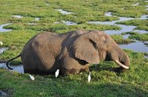 Amboseli National Park 2 days and 1 night safari From Nairobi 