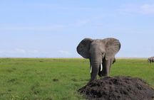 2-Day Private Safari to Amboseli National Park