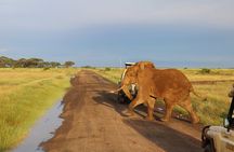 3 Days 2 Nights Private Amboseli Safari