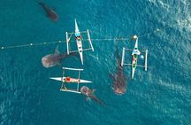 Whale Shark Encounter and Tumalog Waterfalls Tour