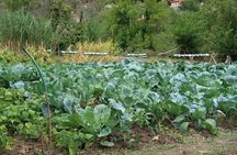 Sustainbable Cooking class, explore a mountainous village