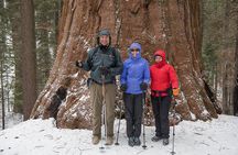 Private Guided Snowshoe Hike in Yosemite
