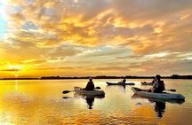 Sunset Tour Mangrove, Dolphins, Manatee #1 Rated in Cocoa Beach