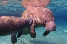 Swim with Manatees: Eco-Educational Tour in Crystal River