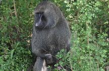 5-Day Safari in Maasai Mara, Lake Nakuru and Naivasha 