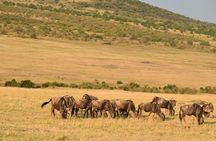 5-Day Safari in Maasai Mara, Lake Nakuru and Naivasha 