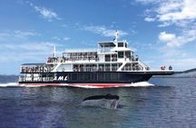 Québec City: Whale Watching Tour with Bus Transportation