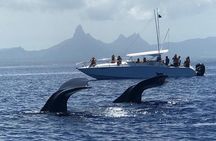 Dolphins Encounter and Whale Watching