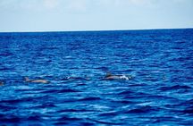 Dolphins Encounter and Whale Watching