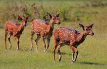 Day Excursions to Wilpattu National Park from Negombo