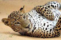 Day Excursions to Wilpattu National Park from Negombo