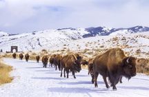 Yellowstone & Grand Teton National Parks Winter Tour 5-Day